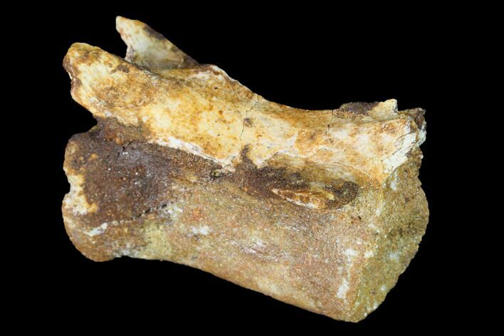 Fossil Dinosaur Caudal Vertebra - Morocco #144828